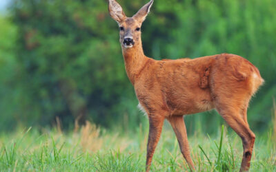 Understanding Seasonal Trucking Risks: Weather, Wildlife, and Road Conditions